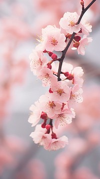 Blossom flower nature cherry.
