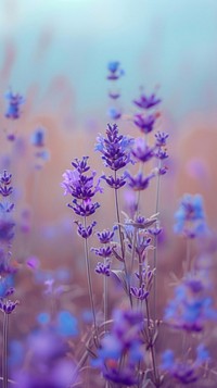 Lavender blossom flower nature.