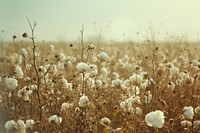 Cotton field landscape backgrounds outdoors nature.