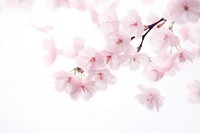 Cherry blossom backgrounds flower plant.