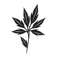Cannabis plant black herbs.