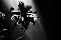 Close-up flower petal plant black.
