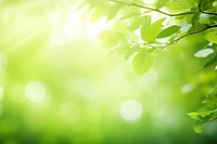 Fresh healthy green bio background sunlight backgrounds abstract.