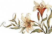 Ottoman painting of lily flower plant white inflorescence.