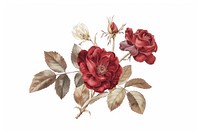 Ottoman painting of rose flower embroidery pattern plant.