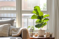Fiddle-Leaf Fig plant houseplant windowsill furniture.