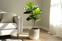 Fiddle-Leaf Fig plant leaf houseplant furniture.