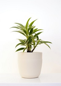 Houseplant leaf vase white background.