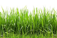 Fresh green tall grass backgrounds outdoors nature.