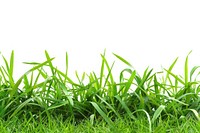 Fresh green grass backgrounds plant lawn.