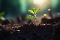 A small sprout is growing from the ground outdoors nature plant.