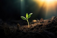 A small sprout is growing from the ground outdoors nature plant.