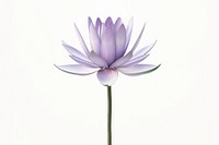 Lotus flower blossom purple.