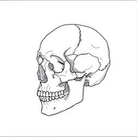 A human skull drawing sketch illustrated.