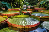 Large water lily pond outdoors nature.