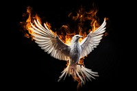 White bird fire flame flying black background destruction.