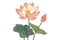 Lotus flower petal plant.