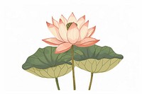 Lotus flower plant lily.