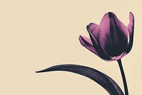 Tulip tulip flower purple.