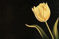 Tulip tulip flower nature.