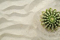 Cactus on sand backgrounds outdoors nature.