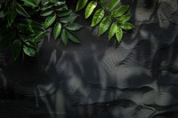 Leaf shadows on black sand backgrounds nature plant.