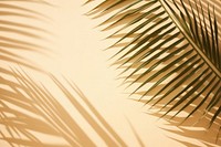 Palm leaves shadow on sand backgrounds sunlight outdoors.