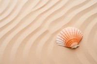 Seashell on sand backgrounds outdoors nature.