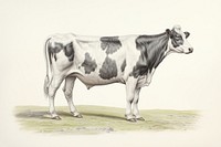 A cow full body livestock mammal animal.