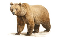 Bear full body bear wildlife mammal.