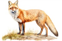 Fox full body wildlife animal mammal.