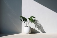 Plant shadow wall vase leaf houseplant.