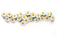 Daisy pattern adhesive strip flower plant petal.