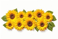 Sunflower pattern on adhesive strip plant daisy white background.