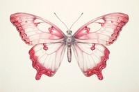 Butterfly drawing animal insect.