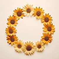 Real pressed sunflower flowers circle plant daisy.