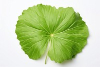 Leaf vegetable plant food.