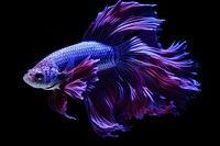 True purple betta fish animal black background underwater.