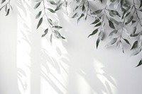 A white wall with green leaves and shadows nature plant leaf.