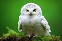 Cute white owl with green background animal beak bird.