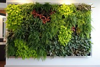 Modern green wall plant vegetation outdoors.