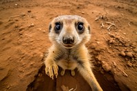Meerkat looking up at camera animal wildlife mammal.