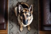 German shepherd looking up at camera in living room animal pet furniture.
