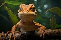 Lizard looking up at camera on branch animal wildlife reptile.