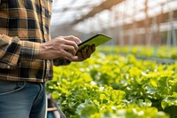 Human using a tablet at a indoor agriculture factory outdoors garden nature.