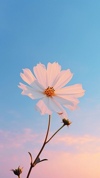 White flower on sunset sky outdoors blossom.