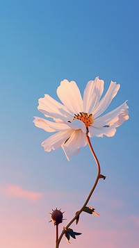 White flower on sunset sky outdoors blossom.