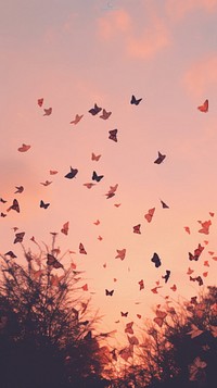 Butterflies flying through a pink sky outdoors nature flock.
