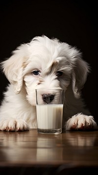 Dog drinking milk mammal animal puppy.