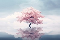 Photography of cherry blossom tree outdoors scenery nature.
